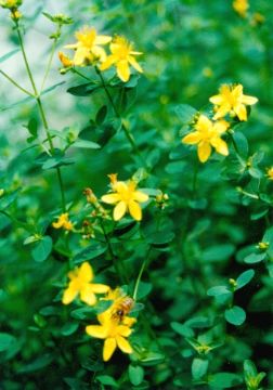 Hypericum Attenuatum Choisy Extract 